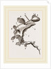 Roseate Melibe by Anonymous