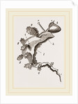 Roseate Melibe by Anonymous