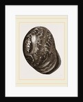 Globose Bulla by Anonymous