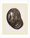 Globose Bulla by Anonymous