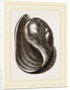 Globose Bulla by Anonymous