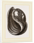 Globose Bulla by Anonymous