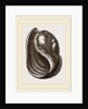 Globose Bulla by Anonymous
