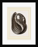 Globose Bulla by Anonymous