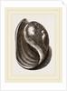 Globose Bulla by Anonymous