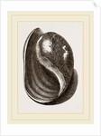 Globose Bulla by Anonymous