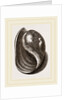 Globose Bulla by Anonymous