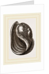Globose Bulla by Anonymous