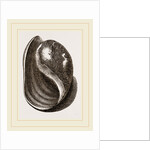 Globose Bulla by Anonymous
