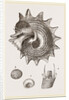 Imperial Trochus by Anonymous
