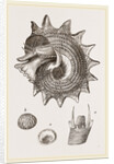 Imperial Trochus by Anonymous