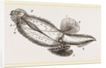 Mediterranean Carinaria by Anonymous