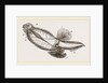 Mediterranean Carinaria by Anonymous
