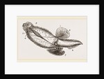 Mediterranean Carinaria by Anonymous
