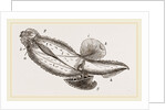 Mediterranean Carinaria by Anonymous