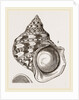Marbled Turbo by Anonymous