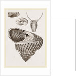 Cook's Turbo by Anonymous