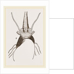 Bulimoid Phasianella by Anonymous