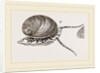 Neritina by Anonymous