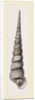 Awl shaped Turritella by Anonymous