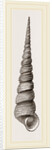 Awl shaped Turritella by Anonymous