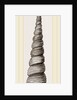 Awl shaped Turritella by Anonymous