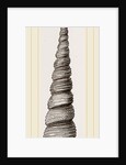 Awl shaped Turritella by Anonymous