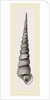 Awl shaped Turritella by Anonymous