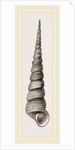 Awl shaped Turritella by Anonymous