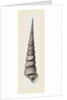 Awl shaped Turritella by Anonymous