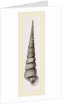 Awl shaped Turritella by Anonymous
