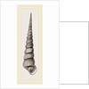 Awl shaped Turritella by Anonymous