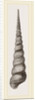 Awl shaped Turritella by Anonymous