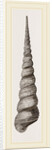 Awl shaped Turritella by Anonymous