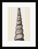 Awl shaped Turritella by Anonymous
