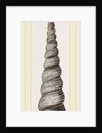 Awl shaped Turritella by Anonymous