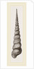 Awl shaped Turritella by Anonymous