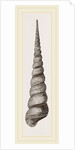 Awl shaped Turritella by Anonymous