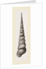 Awl shaped Turritella by Anonymous