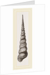 Awl shaped Turritella by Anonymous