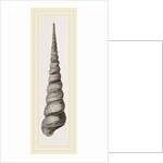 Awl shaped Turritella by Anonymous