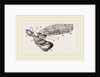 Oceanic Snail swimming by Anonymous