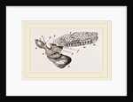Oceanic Snail swimming by Anonymous