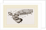 Oceanic Snail swimming by Anonymous