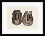 Black Coriocella by Anonymous