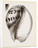 Shell of Melo by Anonymous