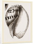 Shell of Melo by Anonymous