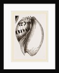 Shell of Melo by Anonymous