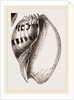 Shell of Melo by Anonymous