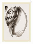 Shell of Melo by Anonymous